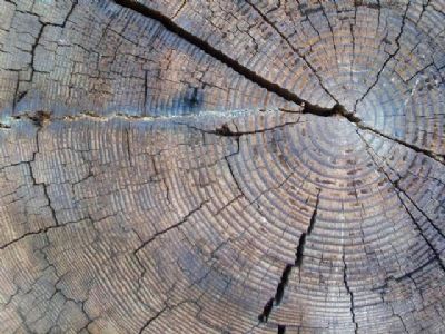 Douglas Fir Growth Rings Detail image. Click for full size.