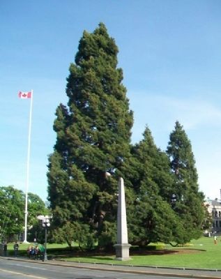 Giant Sequoia on Provincial Government Building Grounds image. Click for full size.
