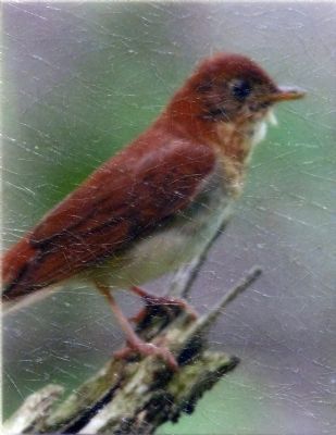 Veery image. Click for full size.
