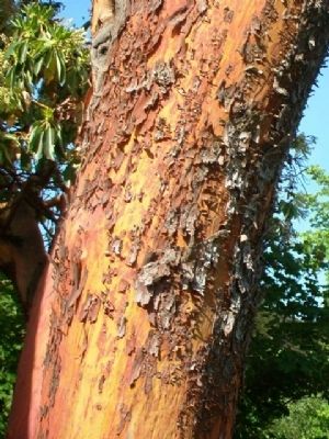 Arbutus Tree (Arbutus menziesii) Bark. Click for full size. Arbutus Tree (Arbutus menziesii) Bark image. Click for full size.