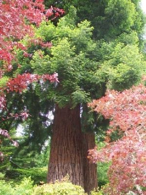 Giant sequoias Behind the Rose Garden Markers. Click for full size. Giant sequoias Behind the Rose Garden Markers image. Click for full size.