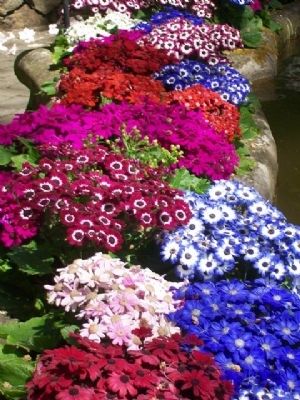 Flowers Along Edge of Fountain of the Three Sturgeons. Click for full size. Flowers Along Edge of Fountain of the Three Sturgeons image. Click for full size.