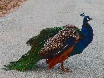 Peacock. Click for full size. Peacock image. Click for full size.
