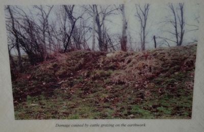 Damage caused by cattle grazing on the earthwork image. Click for full size.