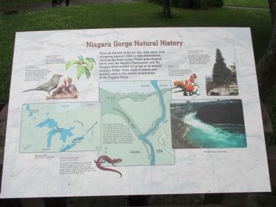 Niagara Gorge Natural History Marker image. Click for full size.