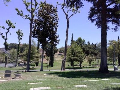 Cemetery with Catalpa Trees. Click for full size. Cemetery with Catalpa Trees image. Click for full size.