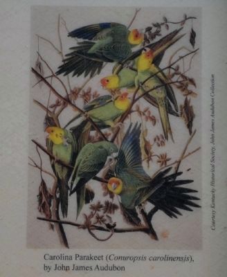 The Carolina Parakeet image. Click for full size.