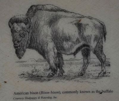 American Bison (Bison bison), commonly known as the Buffalo (Courtesy Mudpuppy & Waterdog, Inc.) image. Click for full size.