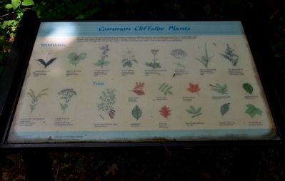 Common Cliffside Plants Wayside Exhibit image. Click for full size.