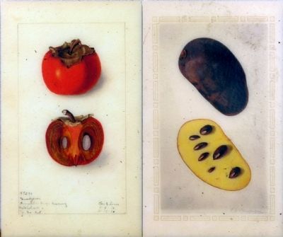 Persimmon and Pawpaw image. Click for full size.