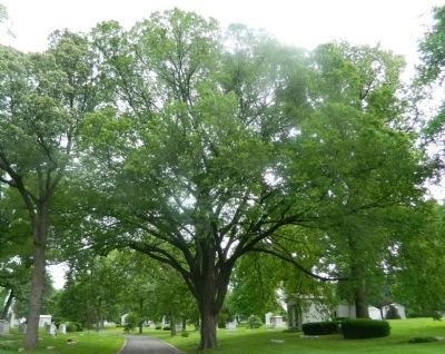 American Elm Marker. Click for full size. American Elm Marker image. Click for full size.