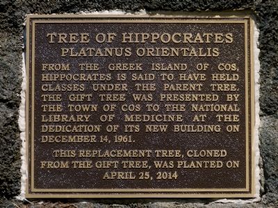 Tree of Hippocrates Marker image. Click for full size.