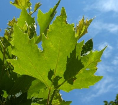 Leaf of the Tree of Hippocrates image. Click for full size.