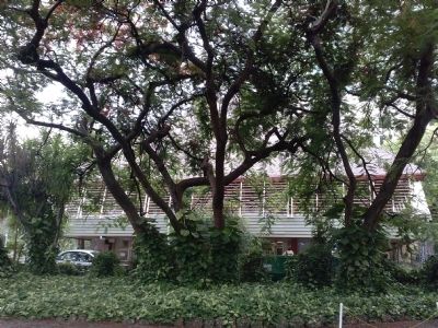 Coconut Grove Library, view from S. Bayside Drive image. Click for full size.