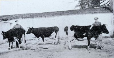 Dairy Cows image. Click for full size.