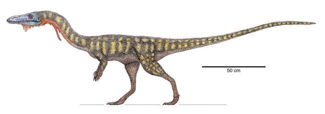Artist Conception of <i>Coelophysis bauri</i>. Click for full size. Artist Conception of <i>Coelophysis bauri</i> image. Click for full size.