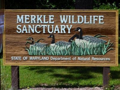 Merkle Wildlife Refuge. Click for full size. Merkle Wildlife Refuge image. Click for full size.