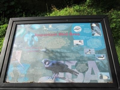 Niagara Gorge Important Bird Area Marker image. Click for full size.