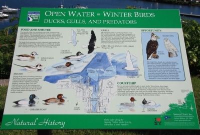 Open Water = Winter Birds Marker image. Click for full size.
