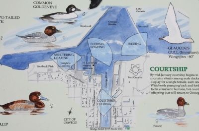 Open Water = Winter Birds Marker image. Click for full size.