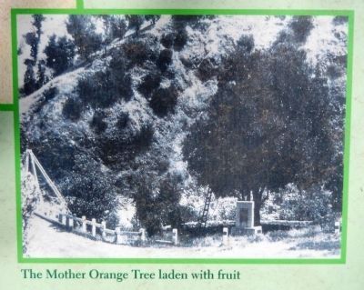 Mother Orange Tree (<i>inset photo close-up</i>). Click for full size. Mother Orange Tree (<i>inset photo close-up</i>) image. Click for full size.