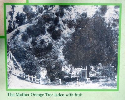 Mother Orange Tree (<i>inset photo close-up</i>) image. Click for full size.