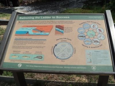 Swimming the Ladder to Success Marker image. Click for full size.