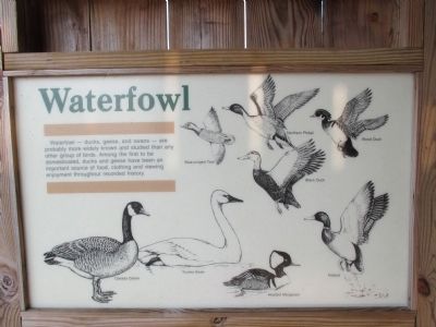 Waterfowl information image. Click for full size.
