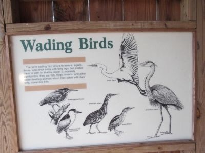 Wading Birds information image. Click for full size.