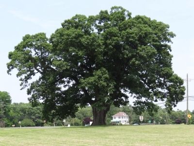 The Keeler Oak Tree Marker image. Click for full size.