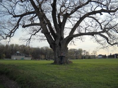 The Keeler Oak Tree. Click for full size. The Keeler Oak Tree image. Click for full size.