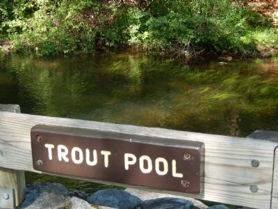 Eastern Brook Trout Pool image. Click for full size.