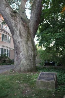 Marker at the base of the oak. Click for full size. Marker at the base of the oak image. Click for full size.