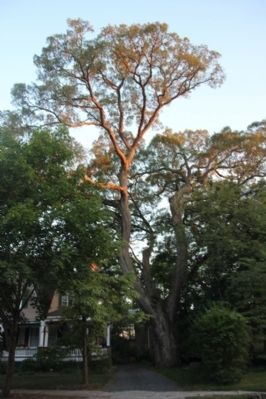 The oak in all its glory. Click for full size. The oak in all its glory image. Click for full size.