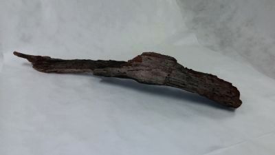Branch of the Three Mile Oak. Click for full size. Branch of the Three Mile Oak image. Click for full size.