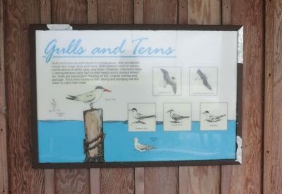 Gulls and Terns Marker image. Click for full size.