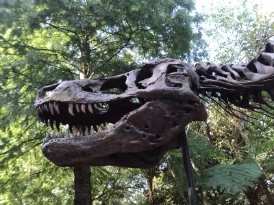 Closeup of Tyrannosaurus Rex Skull image. Click for full size.