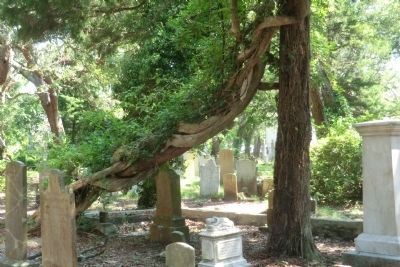 Old Burying Ground-Unusual tree image. Click for full size.