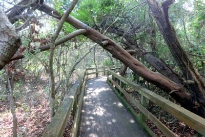 Hoop Pole Creek: A Coastal Nature Preserve Walkway image. Click for full size.