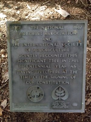 Sycamore Tree Marker image. Click for full size.
