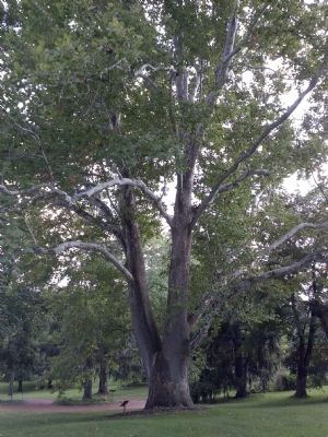 Historic sycamore tree on mansion property image. Click for full size.