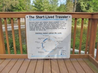 The Short-Lived Traveler image. Click for full size.