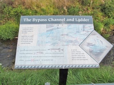 The Bypass Channel and Ladder image. Click for full size.