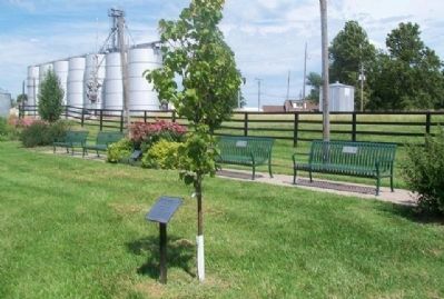 The "Three Amigos" Tree and Marker. Click for full size. The "Three Amigos" Tree and Marker image. Click for full size.