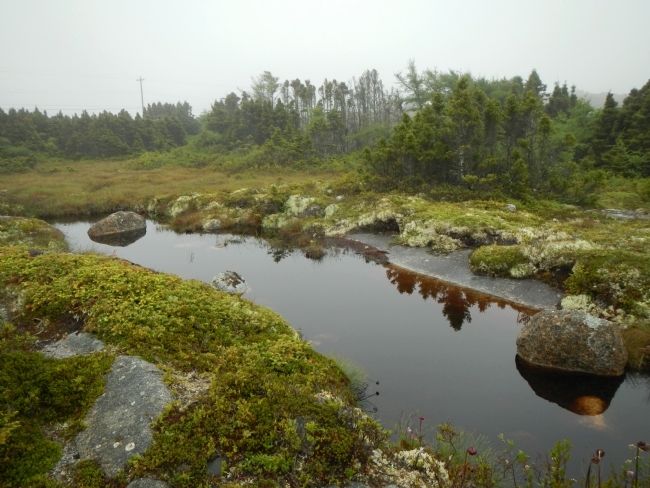 Bog and barrens at Peggy's Cove image. Click for full size.