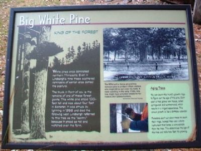 Big White Pine Marker. Click for full size. Big White Pine Marker image. Click for full size.