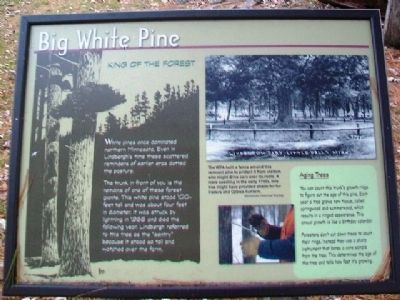 Big White Pine Marker image. Click for full size.