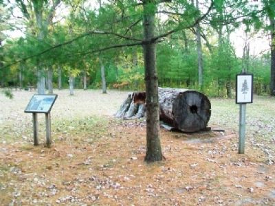 Big White Pine Remnant and Markers. Click for full size. Big White Pine Remnant and Markers image. Click for full size.