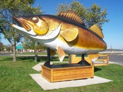 Lake Mille Lacs Walleye. Click for full size. Lake Mille Lacs Walleye image. Click for full size.