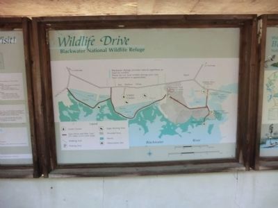 Blackwater National Wildlife Refuge-Wildlife Drive Map image. Click for full size.